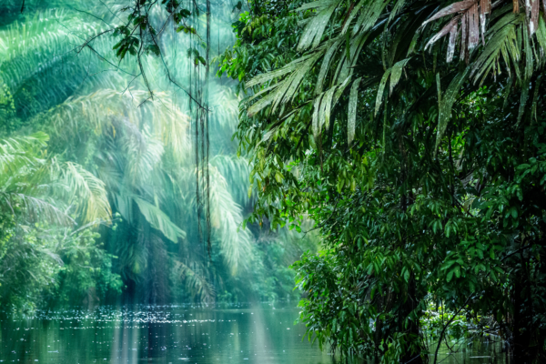Green Diary Date: World Rainforest Day