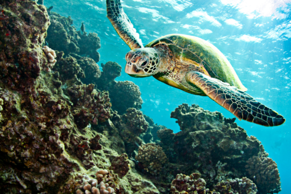 Green Diary Date: World Sea Turtle Day